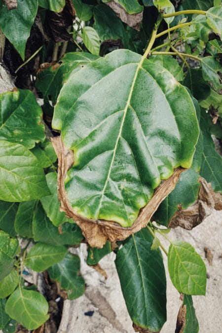 Summer Plant Care Tips