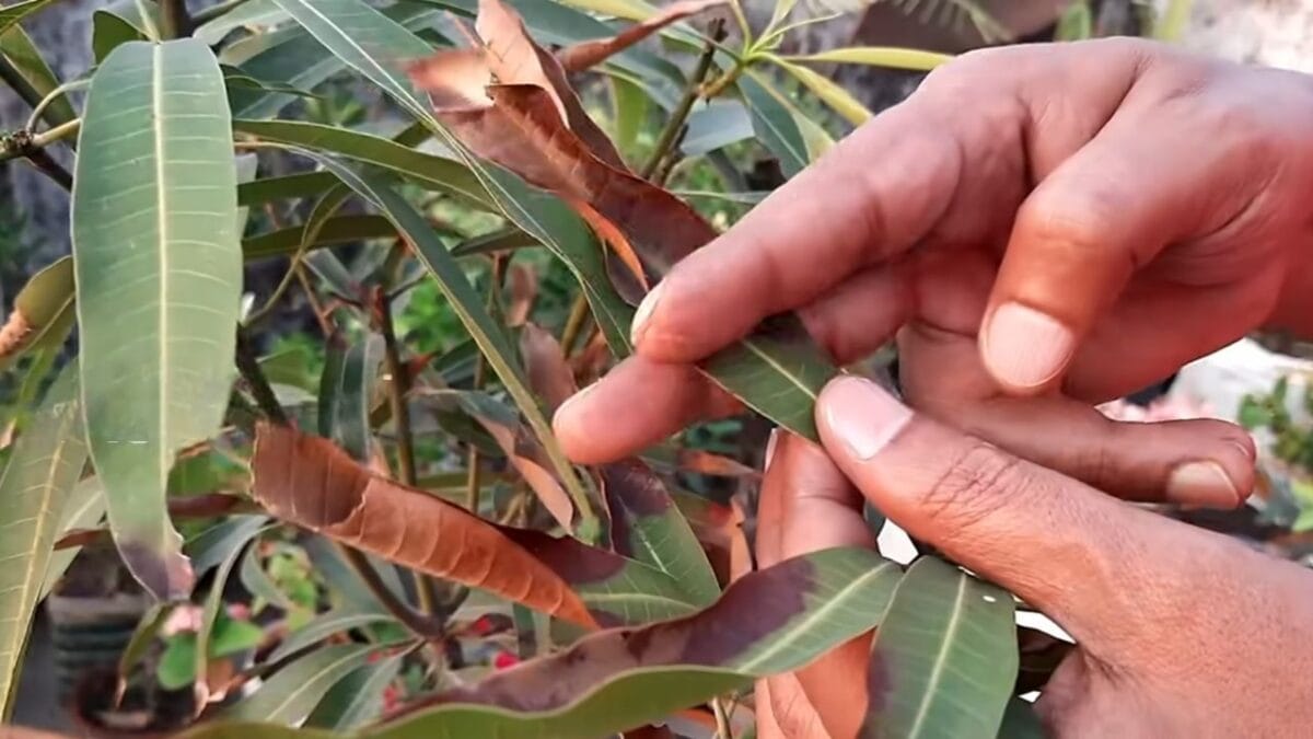 পাতা কোঁকড়ানো সমাধান