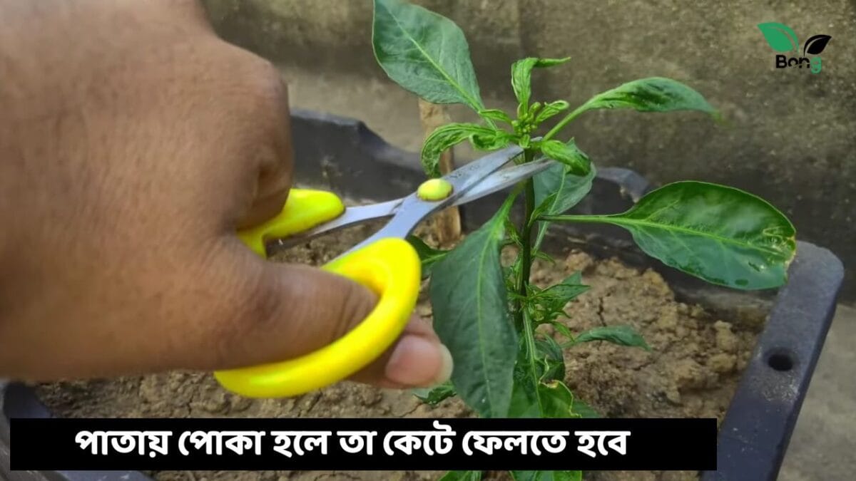 লঙ্কা গাছের পাতা কুঁকড়ে যাচ্ছে