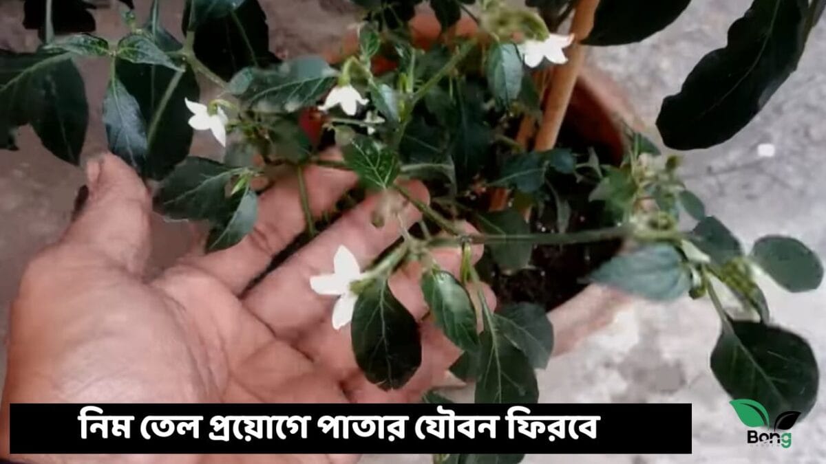 লঙ্কা গাছের পাতা কুঁকড়ে যাচ্ছে