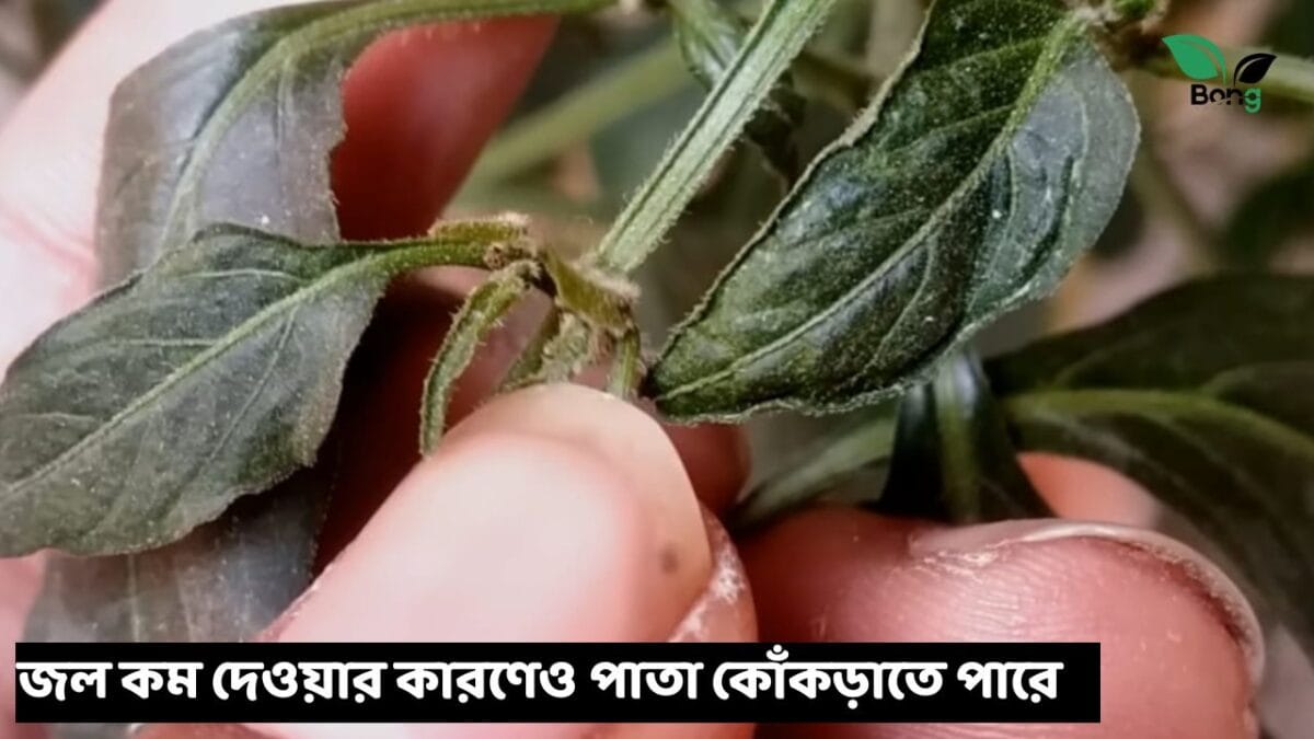 লঙ্কা গাছের পাতা কুঁকড়ে যাচ্ছে