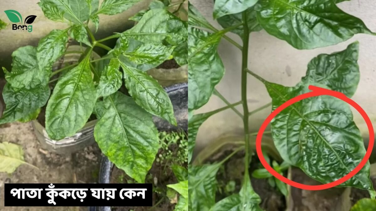 Chilli Leaf Curl Disease