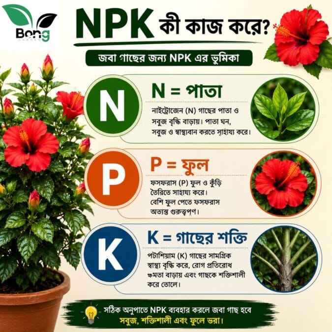 Best Fertilizer for Hibiscus Plant