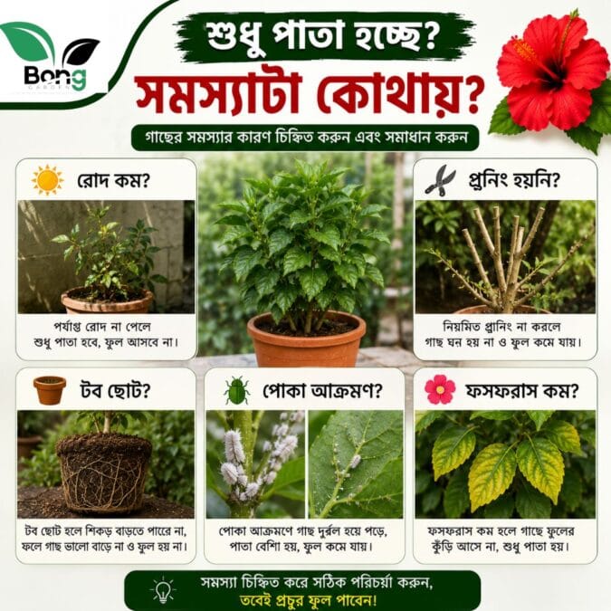 Best Fertilizer For Hibiscus 1 জবা গাছে কী সার দেওয়া উচিত? বেশি কুঁড়ি ও ফুল পেতে সেরা সারগুলির তালিকা | Best Fertilizer for Hibiscus Plant