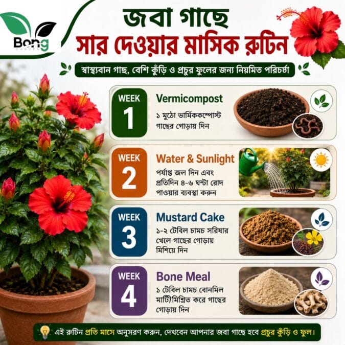 Best Fertilizer For Hibiscus 2 জবা গাছে কী সার দেওয়া উচিত? বেশি কুঁড়ি ও ফুল পেতে সেরা সারগুলির তালিকা | Best Fertilizer for Hibiscus Plant