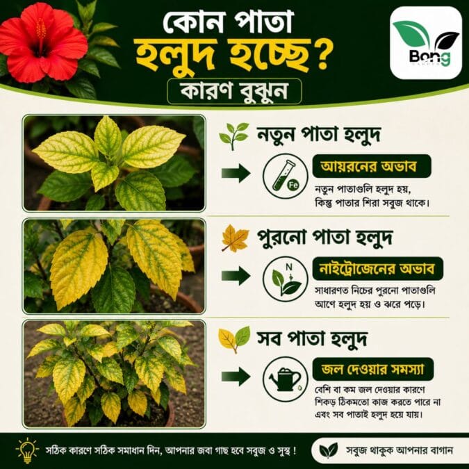 জবা গাছের পাতা হলুদ হয়ে যাচ্ছে কেন? আসল কারণ ও প্রতিকার | Hibiscus Yellow Leaves Solutions 3 Hibiscus Yellow Leaves Solutions