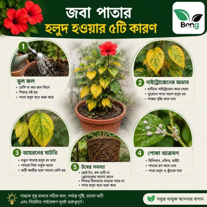 জবা গাছের পাতা হলুদ হয়ে যাচ্ছে কেন? আসল কারণ ও প্রতিকার | Hibiscus Yellow Leaves Solutions 4 Hibiscus Yellow Leaves Solutions