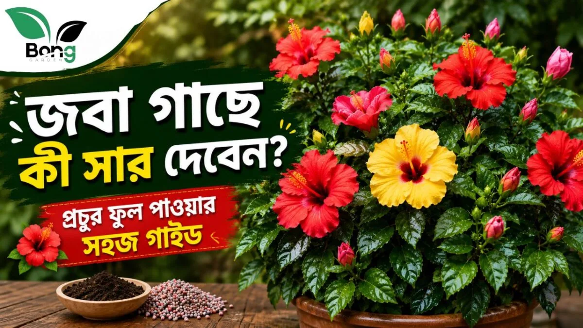 Best Fertilizers for Hibiscus Plant