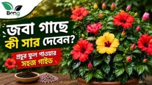 জবা গাছে কী সার দেওয়া উচিত? বেশি কুঁড়ি ও ফুল পেতে সেরা সারগুলির তালিকা | Best Fertilizer for Hibiscus Plant 4 Best Fertilizers for Hibiscus Plant