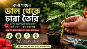 জবা গাছের ডাল থেকে চারা তৈরি করার সহজ পদ্ধতি | How to Grow Hibiscus from Cuttings 3 How to Grow Hibiscus from Cuttings
