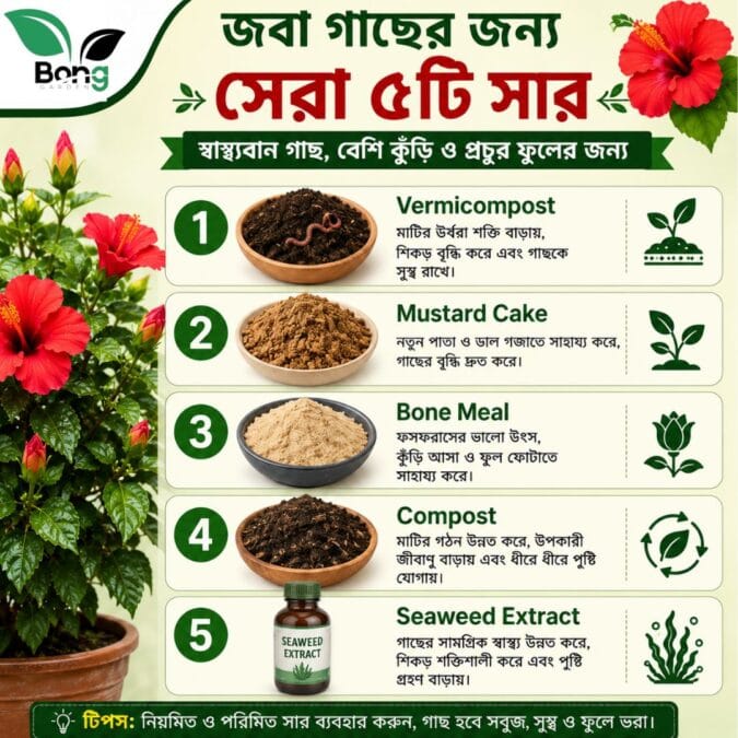 Best Fertilizer for Hibiscus Plant