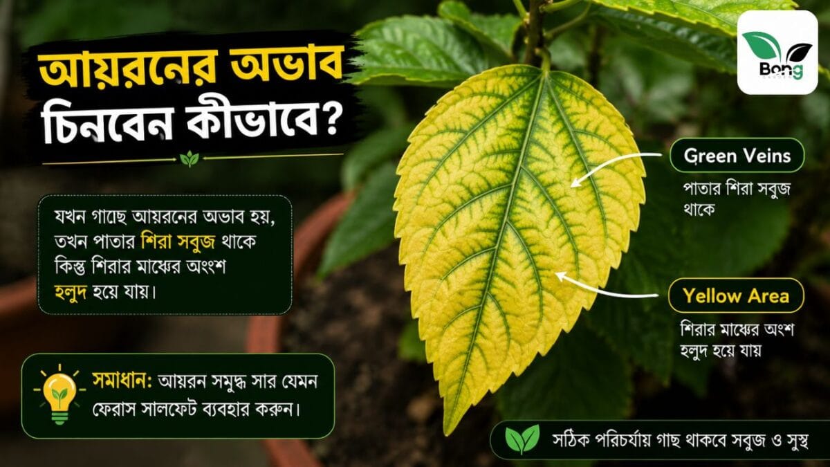 জবা গাছের পাতা হলুদ হয়ে যাচ্ছে কেন? আসল কারণ ও প্রতিকার | Hibiscus Yellow Leaves Solutions 5 Hibiscus Yellow Leaves Solutions