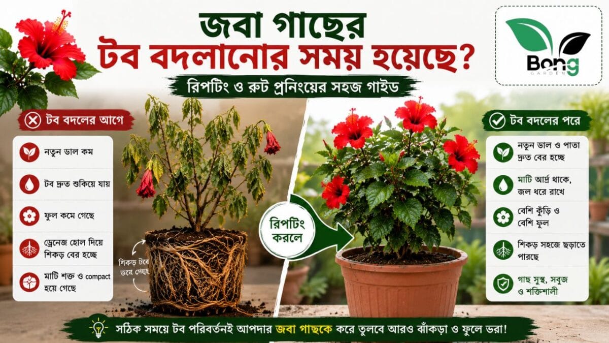 How to Repot Hibiscus Plant
