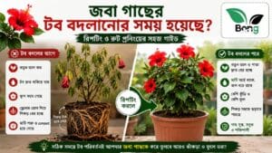 How to Repot Hibiscus Plant