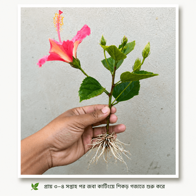 জবা গাছের ডাল থেকে চারা তৈরি করার সহজ পদ্ধতি | How to Grow Hibiscus from Cuttings 7 Grow Hibiscus Cutting জবা গাছের ডাল থেকে চারা তৈরি করার সহজ পদ্ধতি | How to Grow Hibiscus from Cuttings