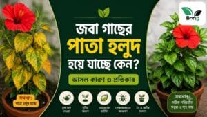 জবা গাছের পাতা হলুদ হয়ে যাচ্ছে কেন? আসল কারণ ও প্রতিকার | Hibiscus Yellow Leaves Solutions 3 Hibiscus Yellow Leaves Solutions