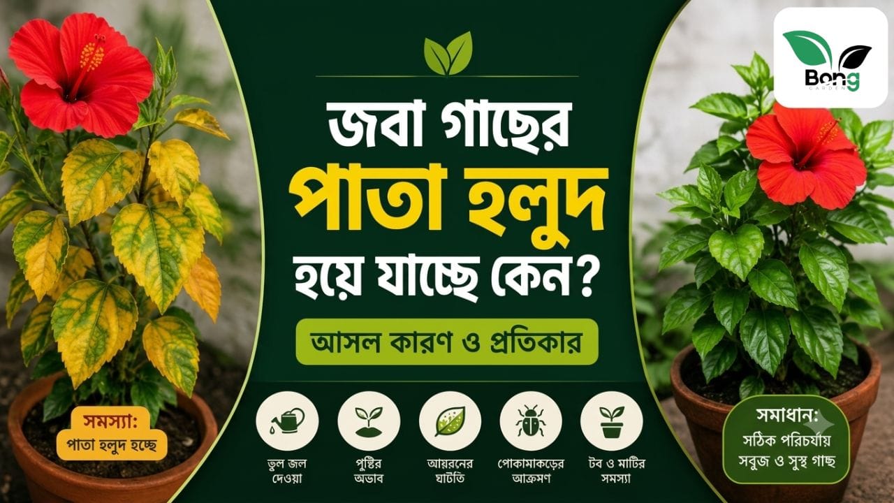 Hibiscus Yellow Leaves Solutions