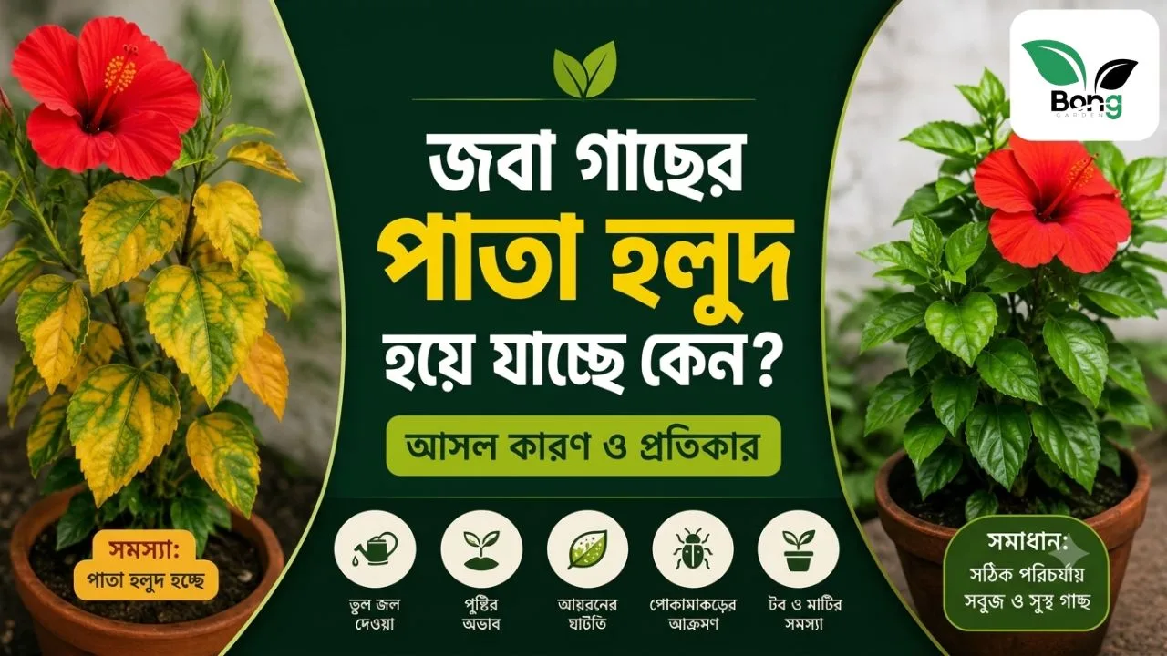 Hibiscus Yellow Leaves Solutions