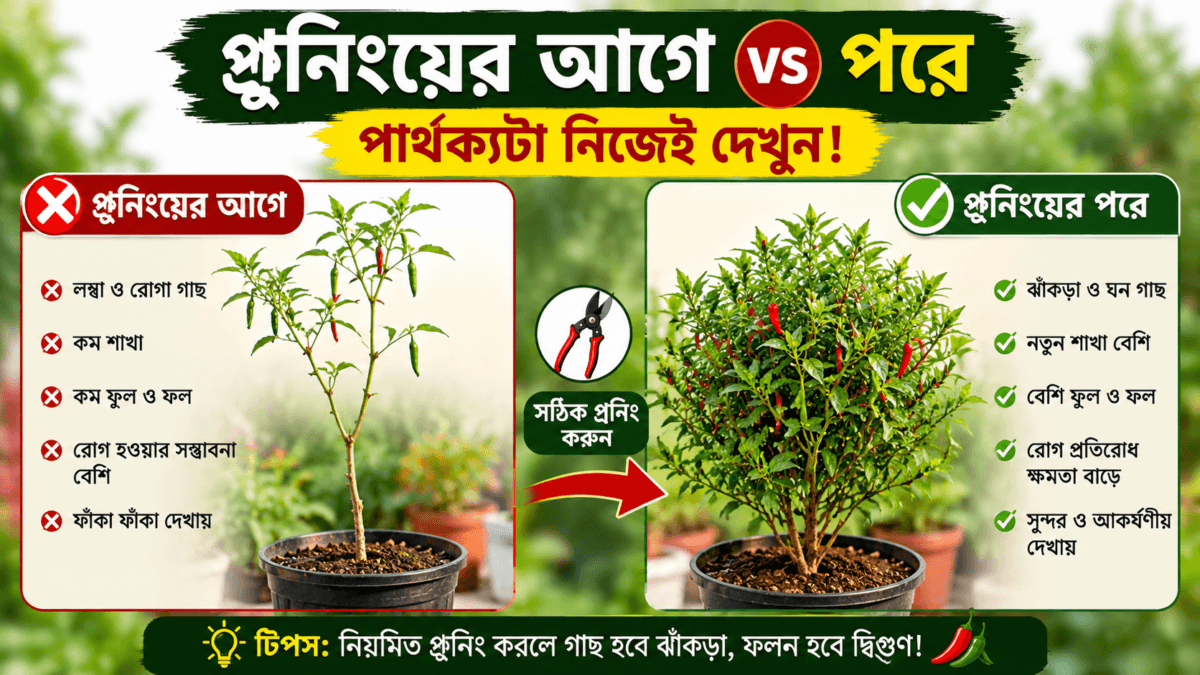 জবা গাছ ঝাঁকড়া করার উপায়: এই ট্রিক জানলেই ফুলে ভরে যাবে গাছ | How to Make Hibiscus Bushy 10 Hibiscus Pruning Before vs After জবা গাছ ঝাঁকড়া করার উপায়: এই ট্রিক জানলেই ফুলে ভরে যাবে গাছ | How to Make Hibiscus Bushy