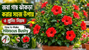 জবা গাছ ঝাঁকড়া করার উপায়: এই ট্রিক জানলেই ফুলে ভরে যাবে গাছ | How to Make Hibiscus Bushy 3 How to Make Hibiscus Bushy