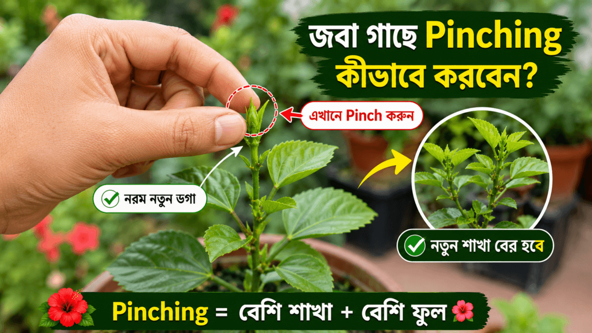 জবা গাছ ঝাঁকড়া করার উপায়: এই ট্রিক জানলেই ফুলে ভরে যাবে গাছ | How to Make Hibiscus Bushy 11 Pinching Technique in Hibiscus জবা গাছ ঝাঁকড়া করার উপায়: এই ট্রিক জানলেই ফুলে ভরে যাবে গাছ | How to Make Hibiscus Bushy