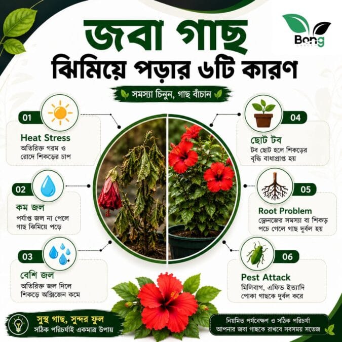 গরমে জবা গাছ শুকিয়ে যাচ্ছে? গাছ সতেজ করার ম্যাজিক ট্রিক জানুন| Why is My Hibiscus Plant Dying? 9 Why is My Hibiscus Plant Dying