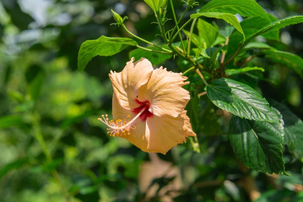 গরমে জবা গাছ শুকিয়ে যাচ্ছে? গাছ সতেজ করার ম্যাজিক ট্রিক জানুন| Why is My Hibiscus Plant Dying? 12 pexels bipudaskajol 33160416 গরমে জবা গাছ শুকিয়ে যাচ্ছে? গাছ সতেজ করার ম্যাজিক ট্রিক জানুন| Why is My Hibiscus Plant Dying?