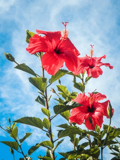 জবা গাছ ঝাঁকড়া করার উপায়: এই ট্রিক জানলেই ফুলে ভরে যাবে গাছ | How to Make Hibiscus Bushy 8 samantha jean cluhYoOMOMM unsplash জবা গাছ ঝাঁকড়া করার উপায়: এই ট্রিক জানলেই ফুলে ভরে যাবে গাছ | How to Make Hibiscus Bushy