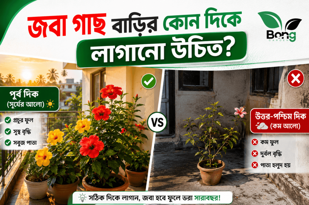 জবা গাছ বাড়ির কোন দিকে লাগানো উচিত
